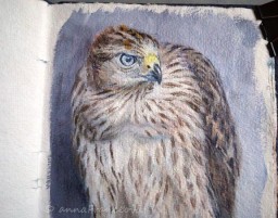 Young goshawk ♂
